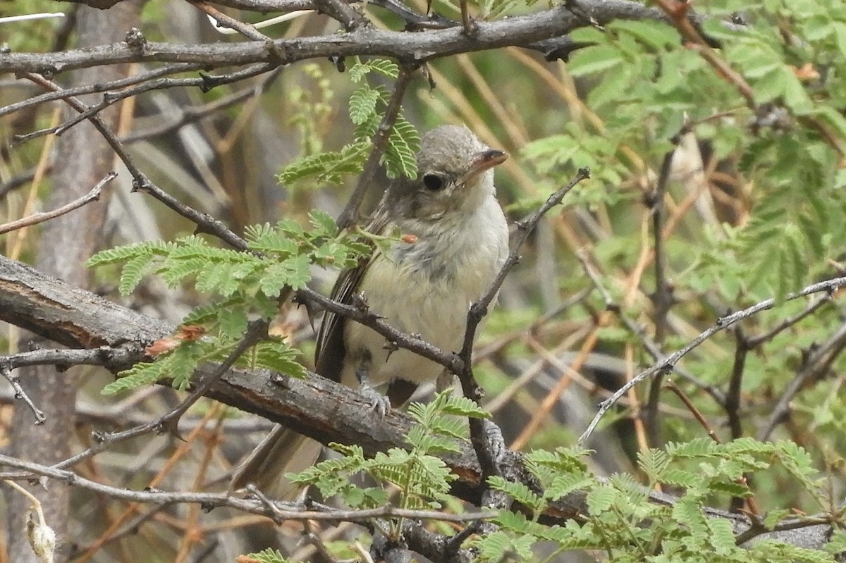 Bell's Vireo - Susan Voelker