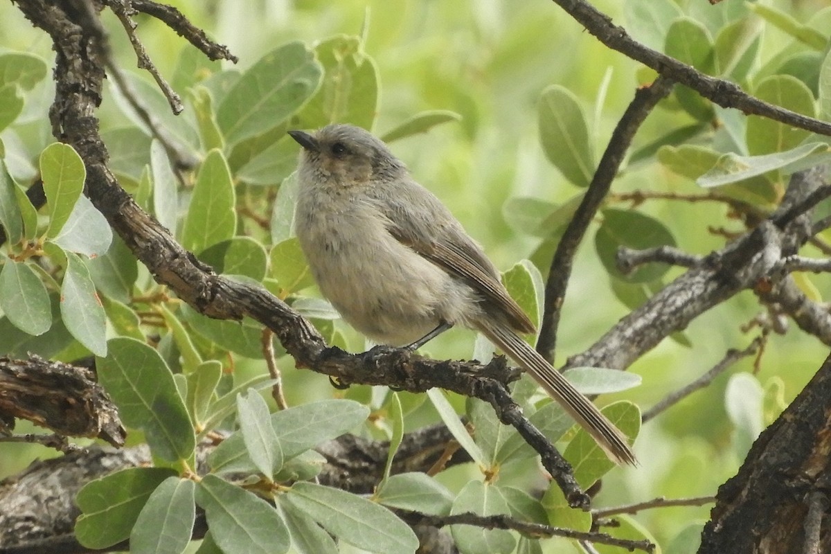 Bushtit - ML107435291