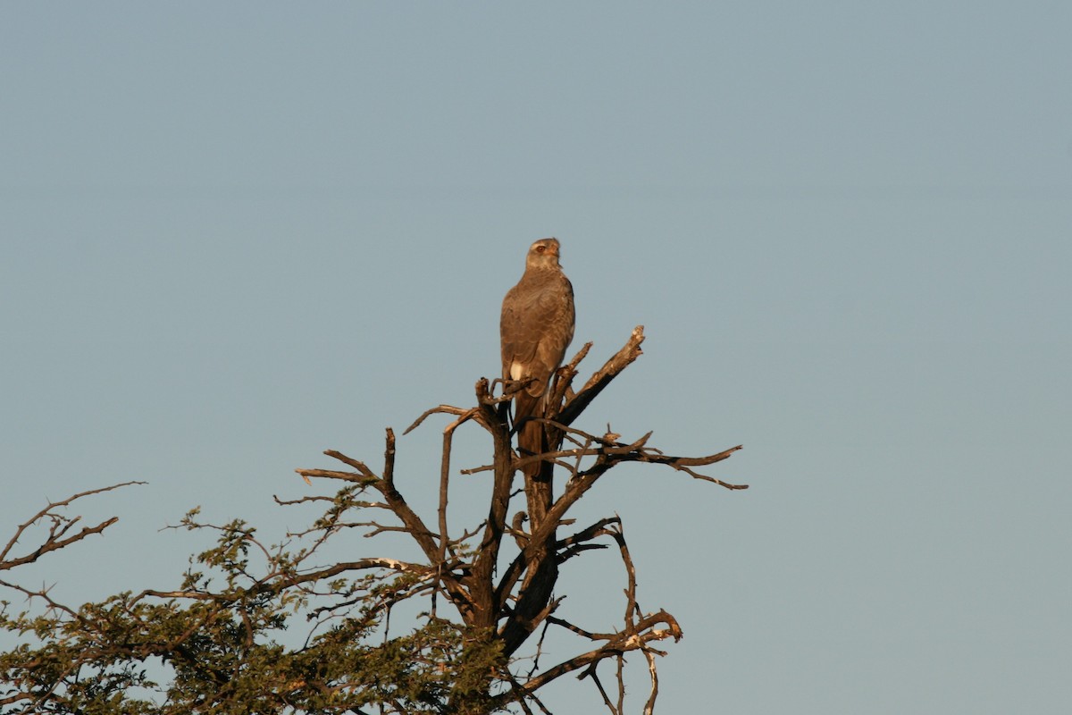 Gabar Goshawk - ML107437811