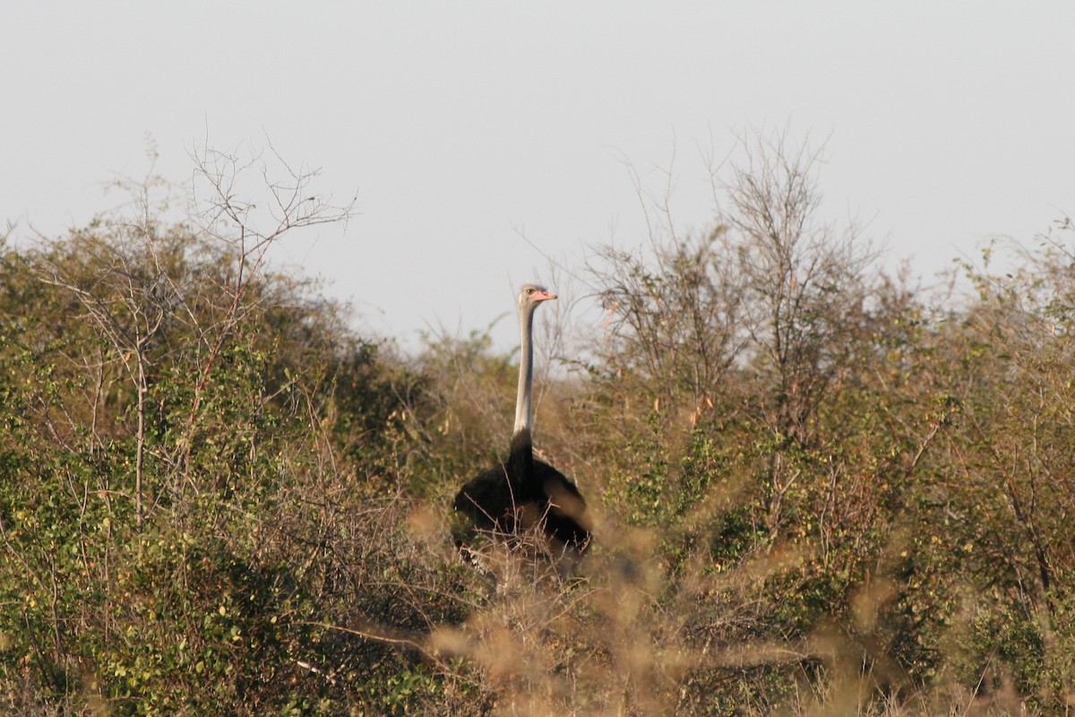 eBird Checklist - 8 Jun 2018 - Makgadikgadi Pans NP - near Laroo La Tao ...
