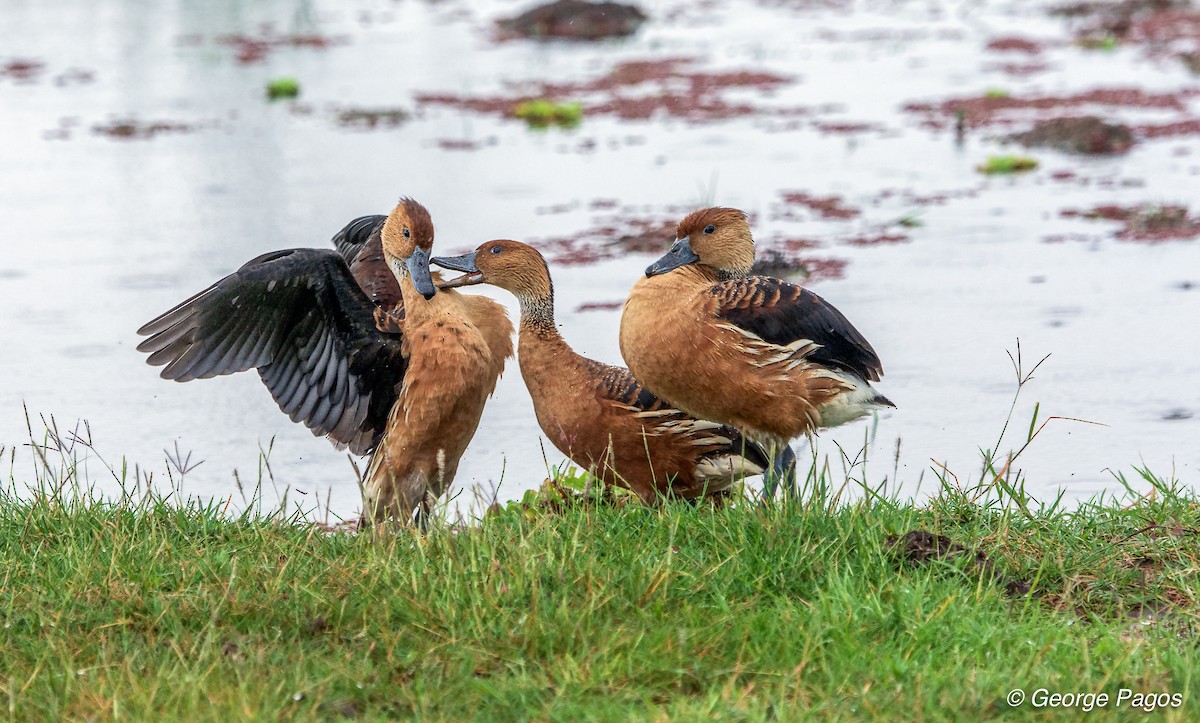 Fulvous Whistling-Duck - George Pagos