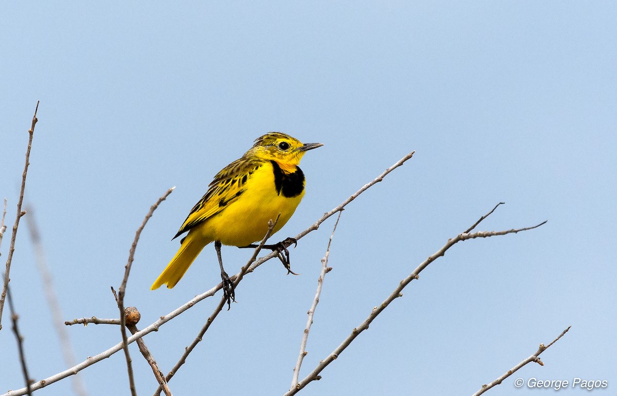 Golden Pipit - George Pagos