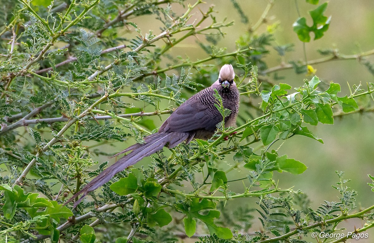 White-headed Mousebird - George Pagos