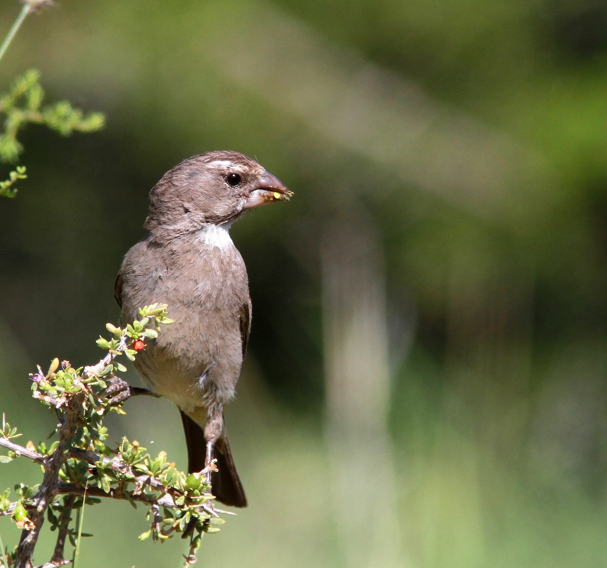 Streaky-headed Seedeater - ML107440371