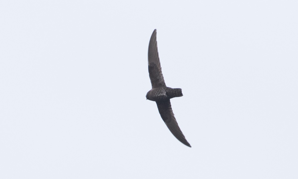 Black Swift - ML107440411