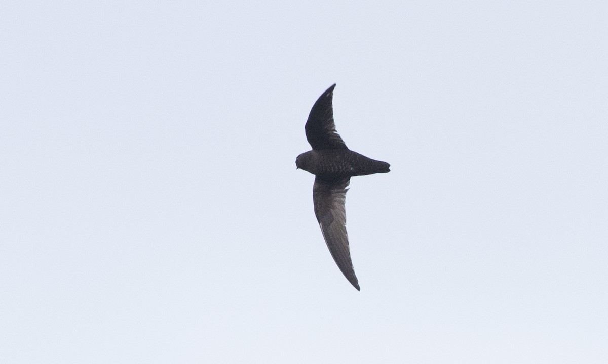 Black Swift - ML107440431