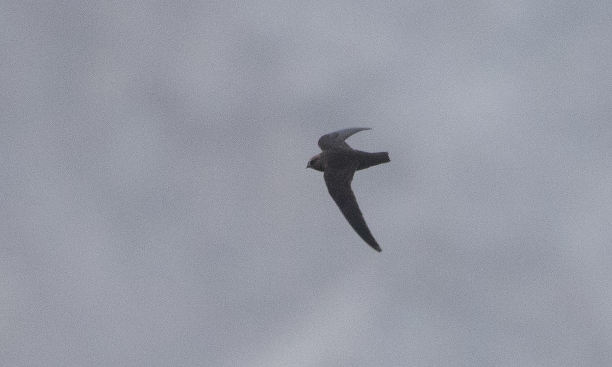 Black Swift - ML107440441