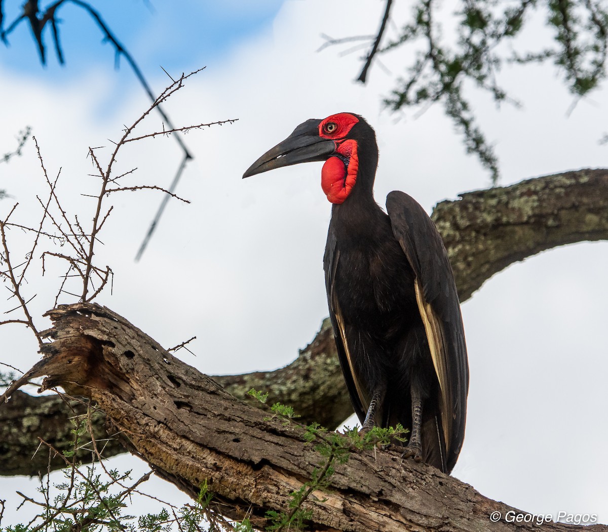 Southern Ground-Hornbill - ML107441071