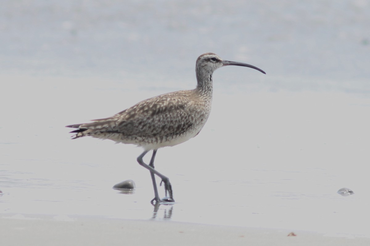 Whimbrel - Bill Frey