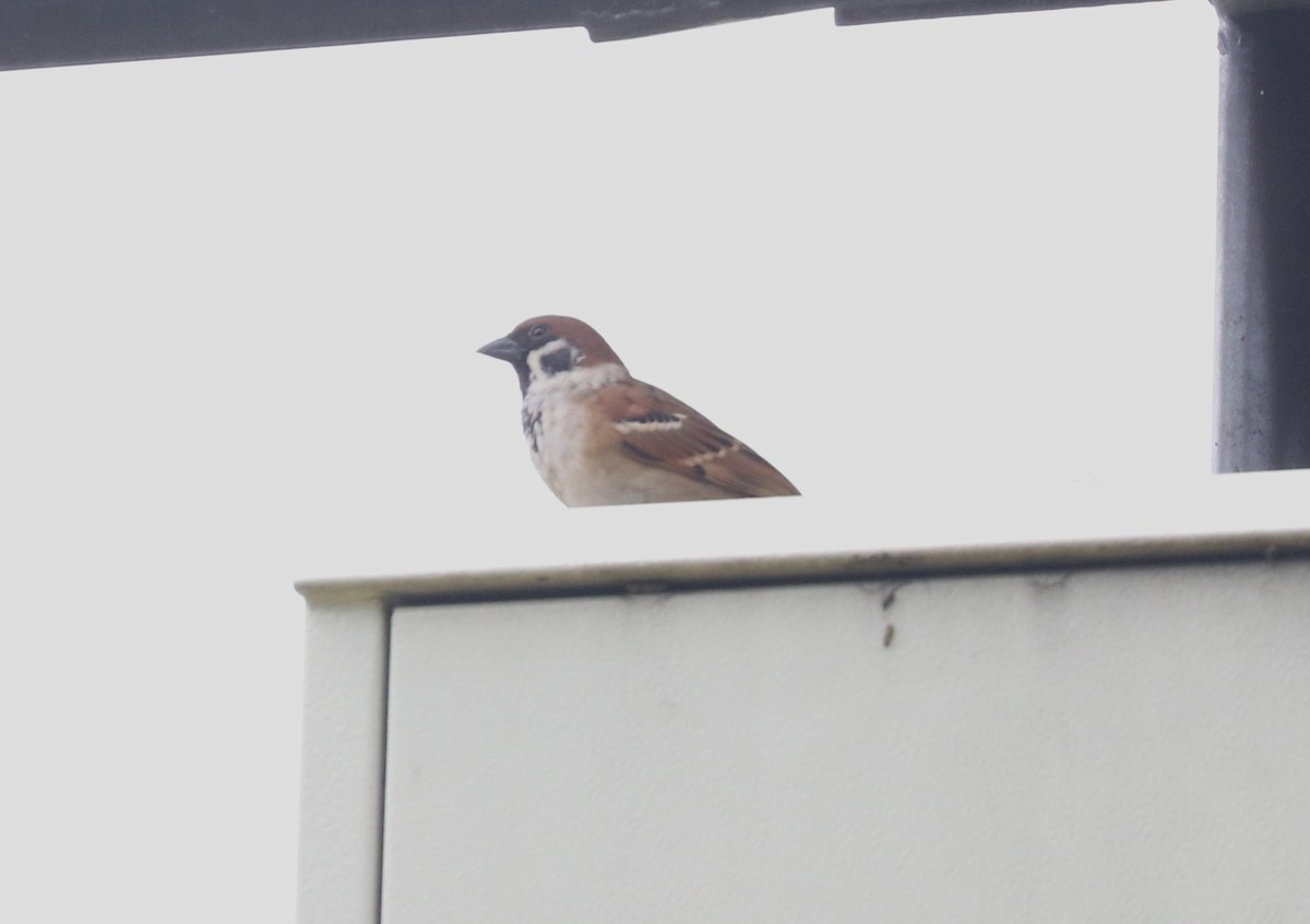 Eurasian Tree Sparrow - ML107442691