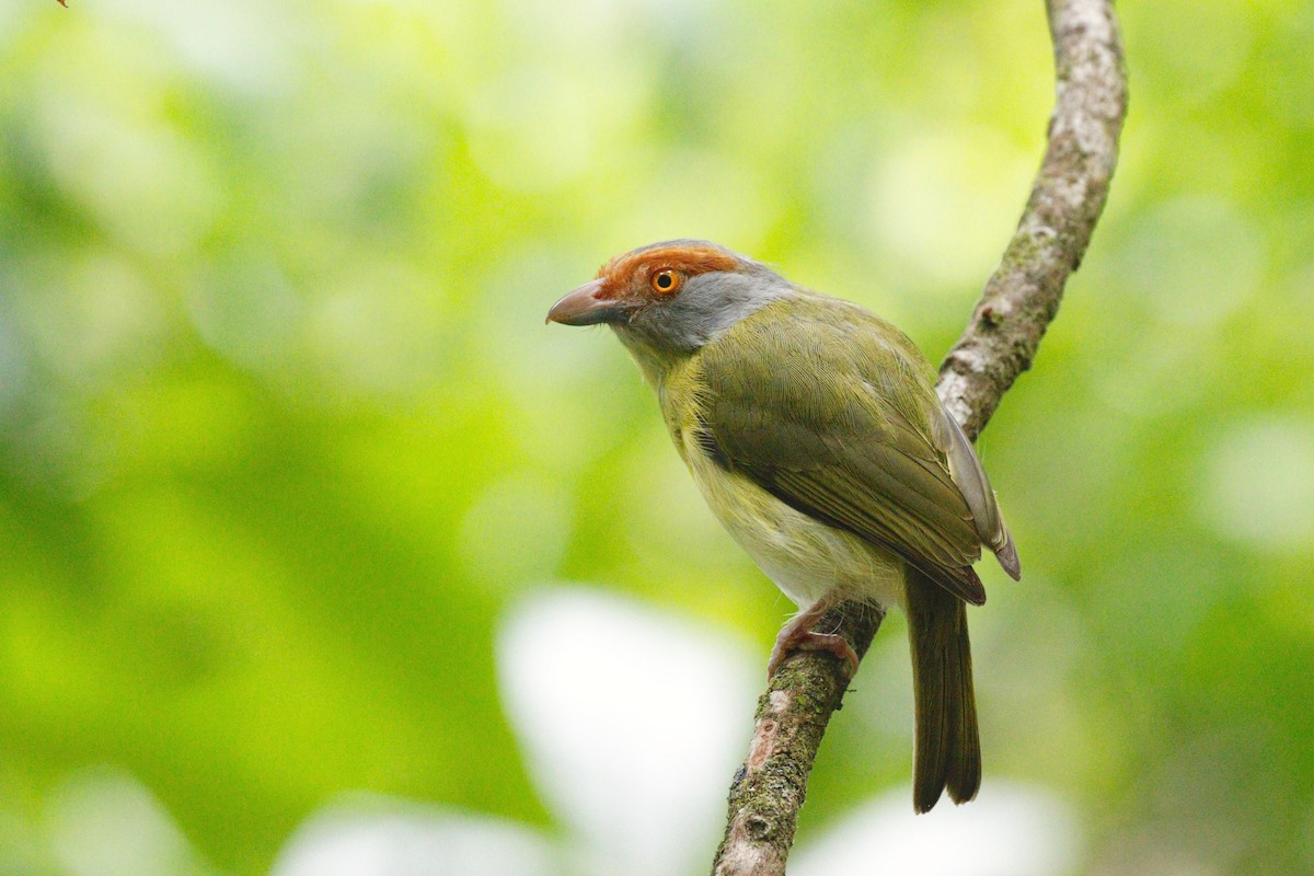 Rufous-browed Peppershrike - ML107446901