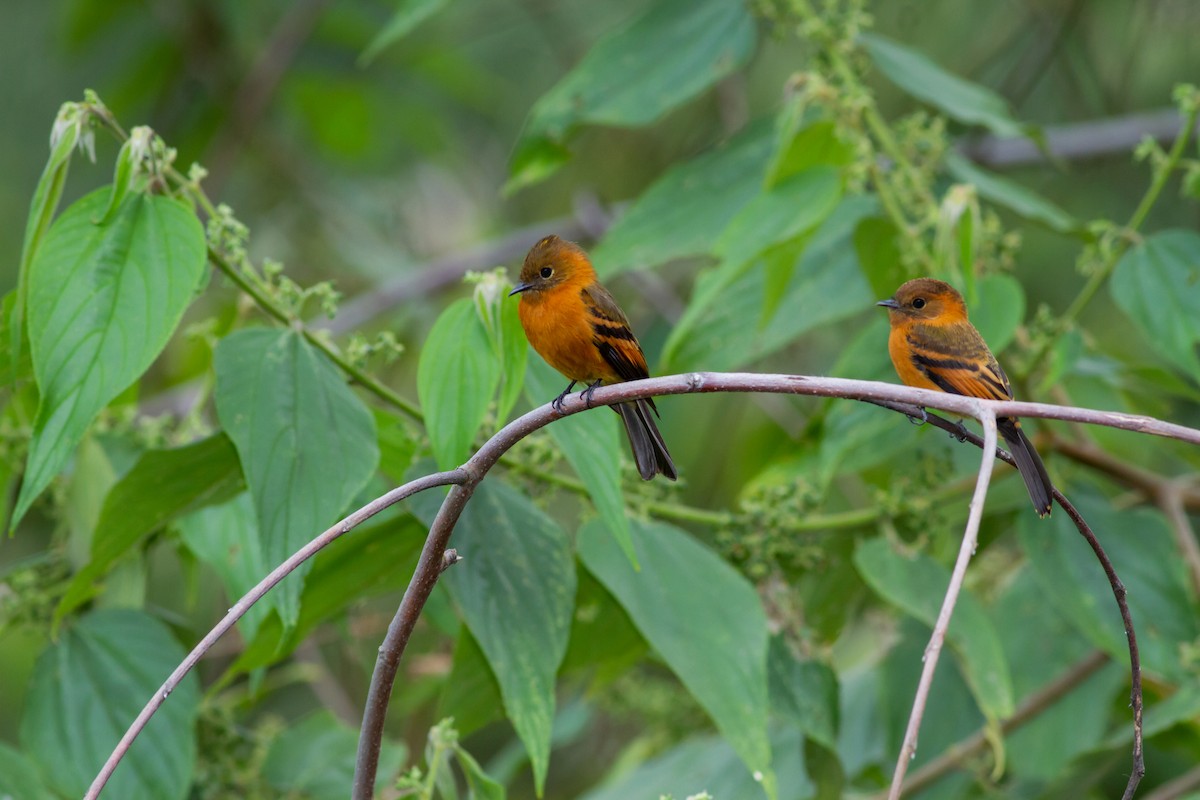 Cinnamon Flycatcher - ML107450541