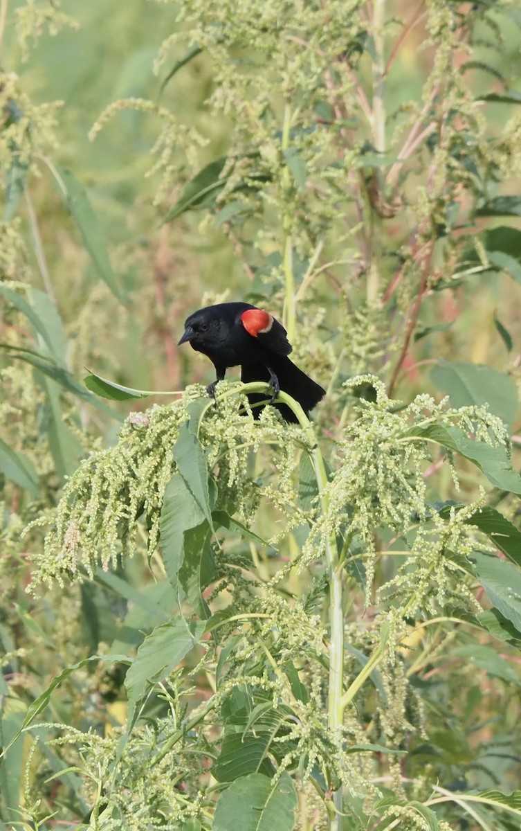 Red-winged Blackbird - ML107451801