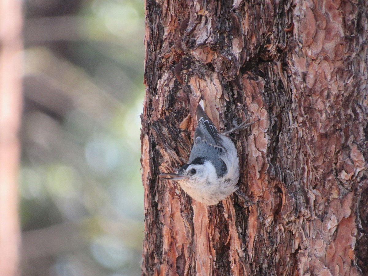 White-breasted Nuthatch - ML107452411
