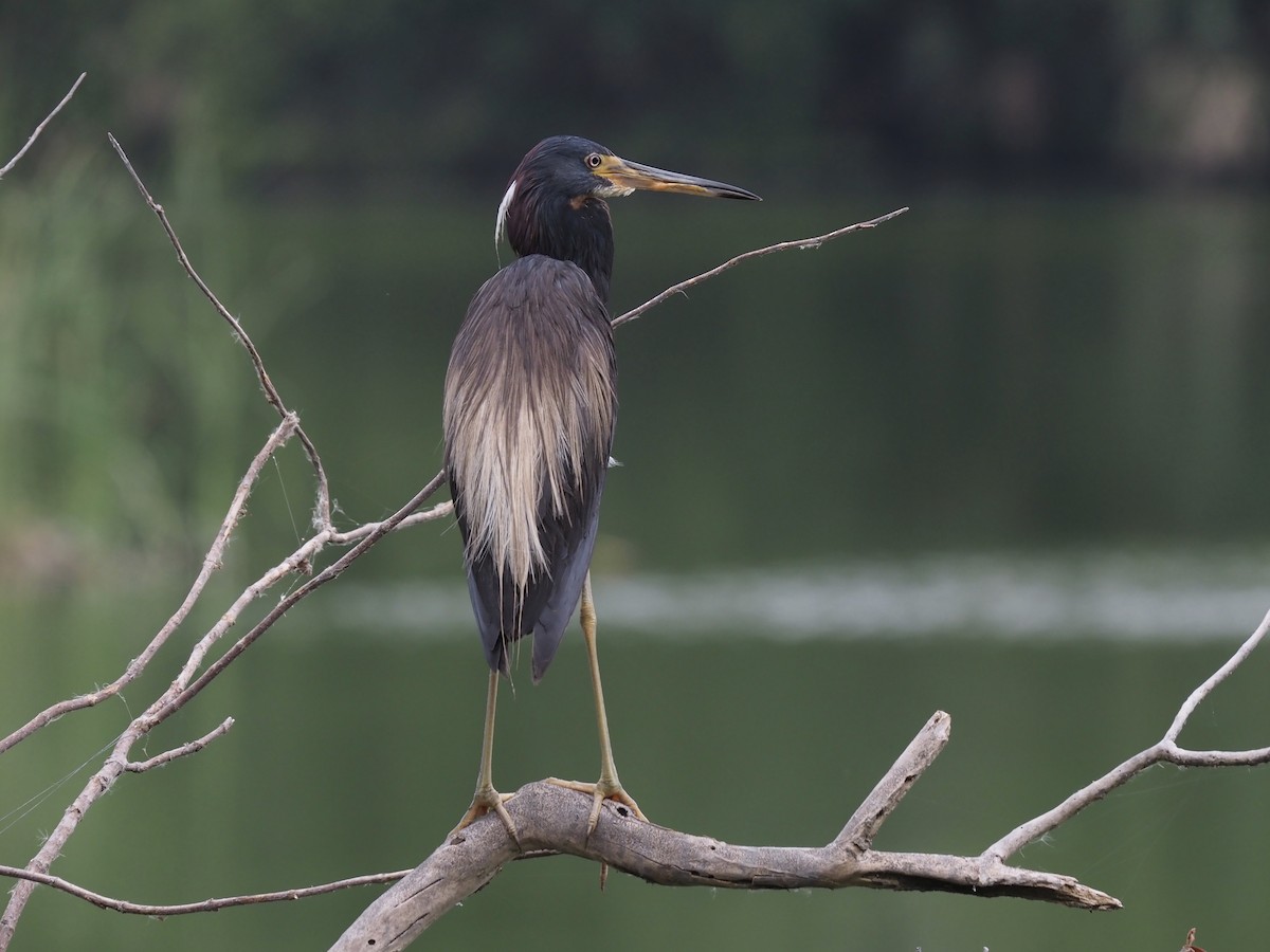 Tricolored Heron - John Skelton