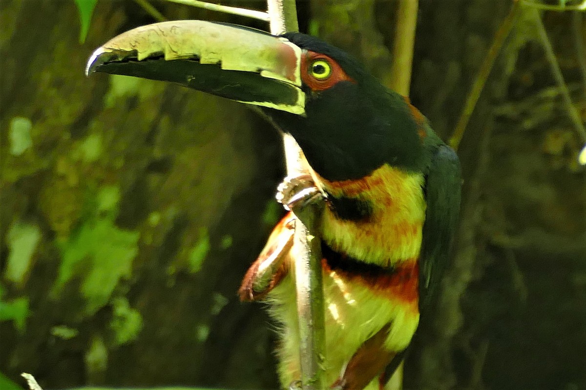 Collared Aracari - Mark Robbins