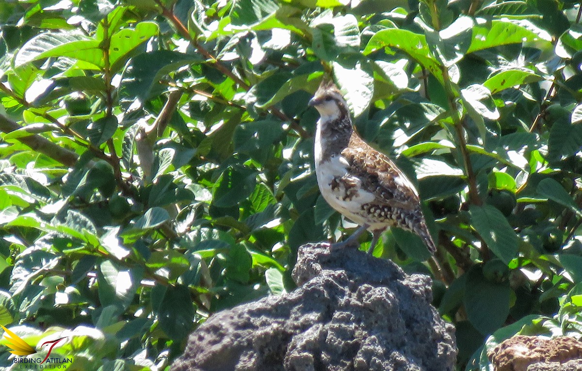 Crested Bobwhite - ML107454681