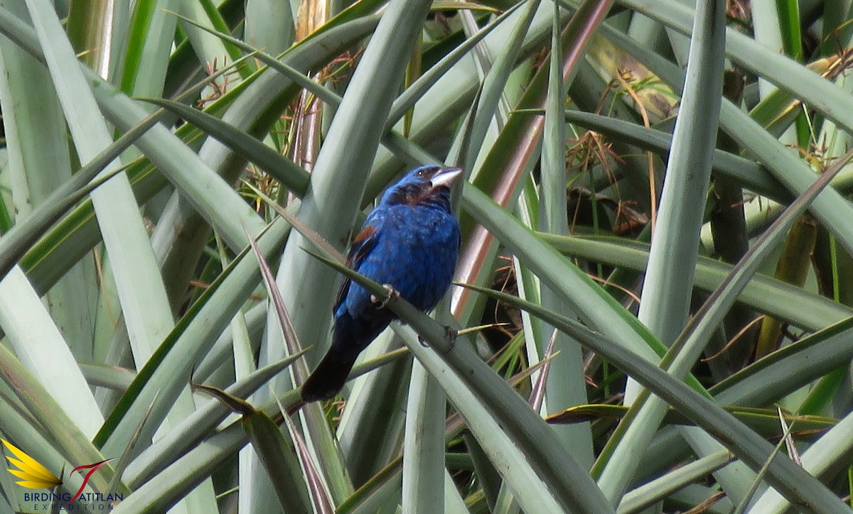 Blue Grosbeak - ML107455121