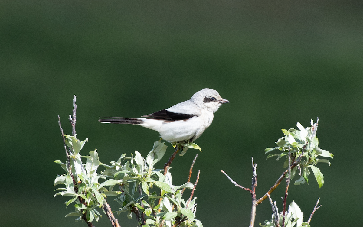 Northern Shrike - Tyler Ficker