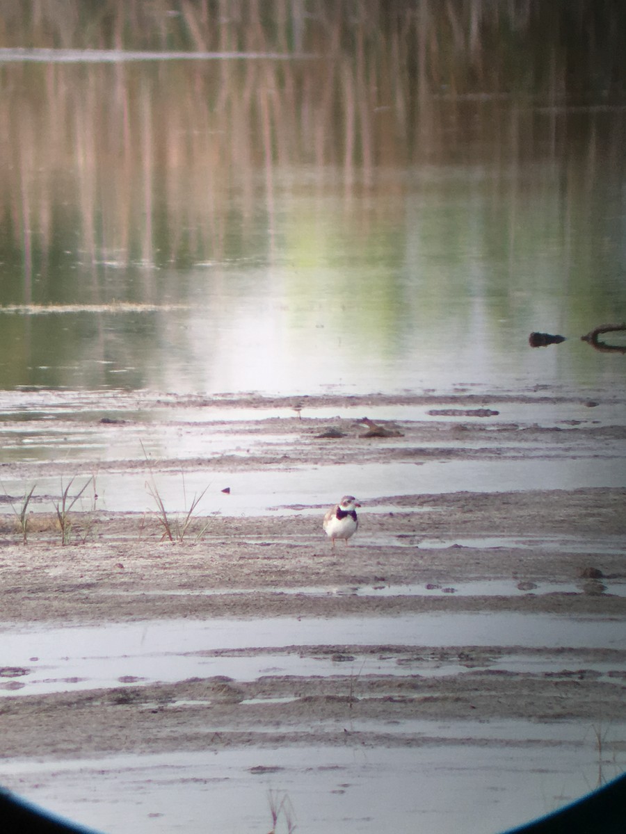 Piping Plover - ML107456011