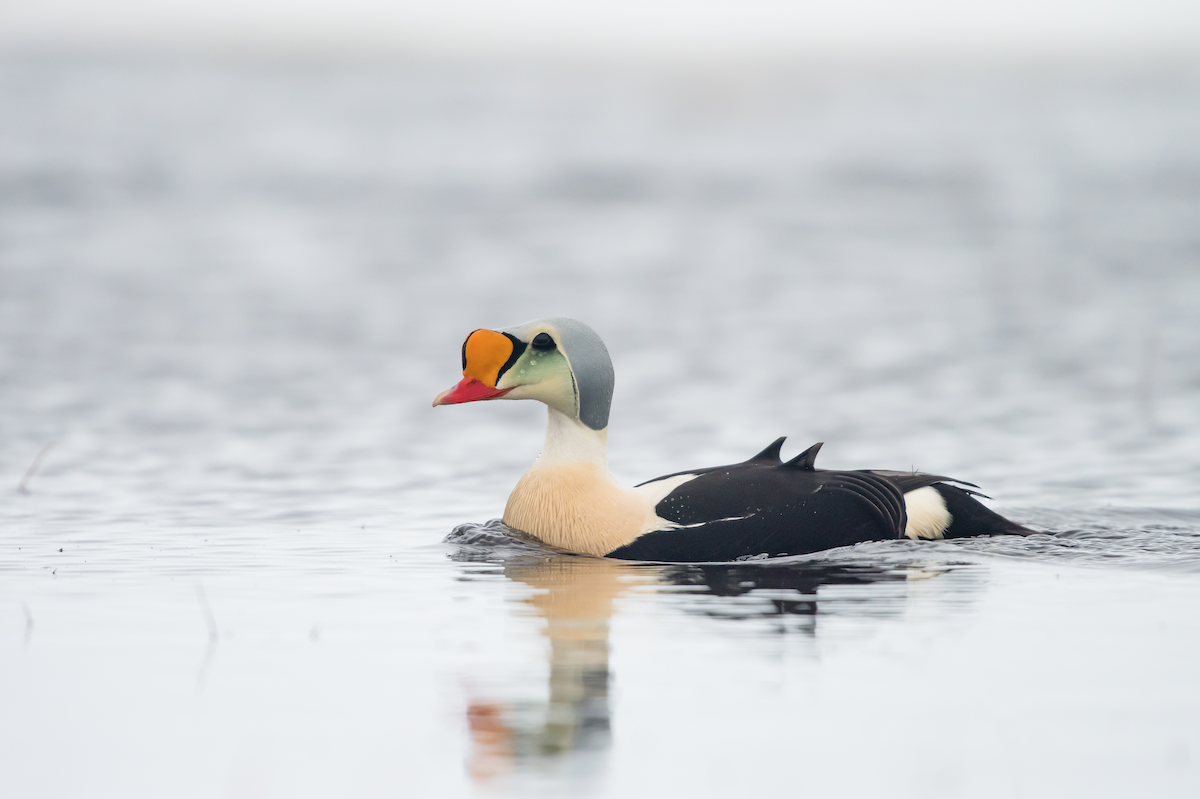 King Eider - ML107456021