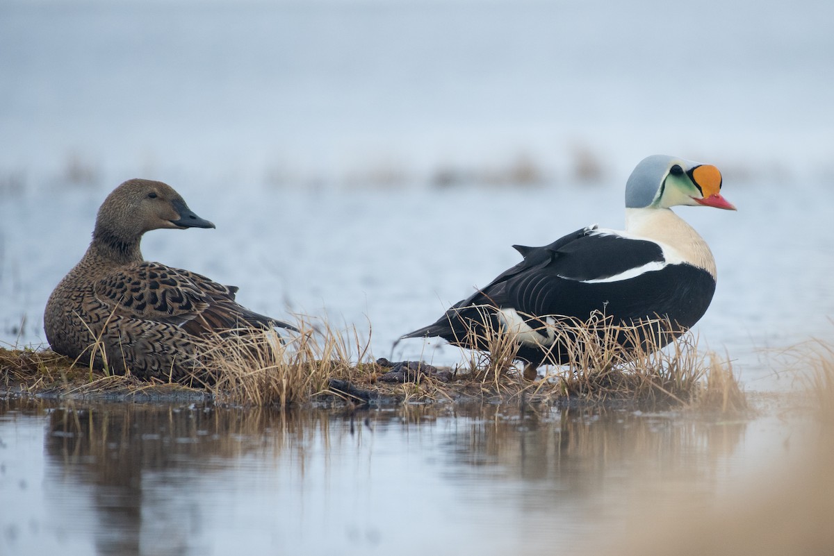 King Eider - ML107456031