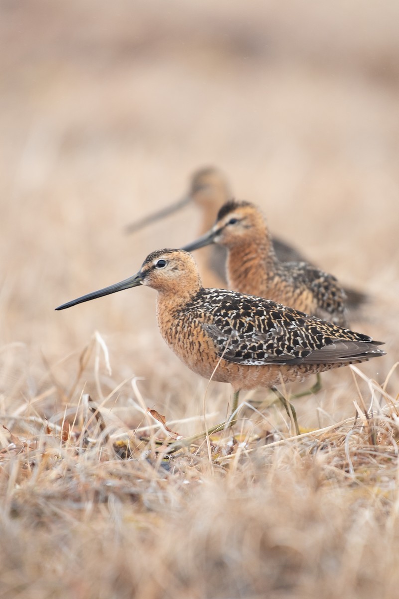 Long-billed Dowitcher - ML107456711