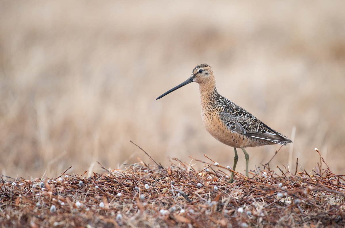 Long-billed Dowitcher - Tyler Ficker