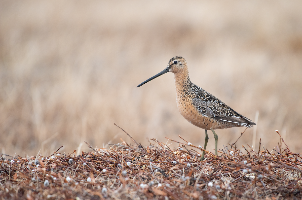 Long-billed Dowitcher - ML107456791