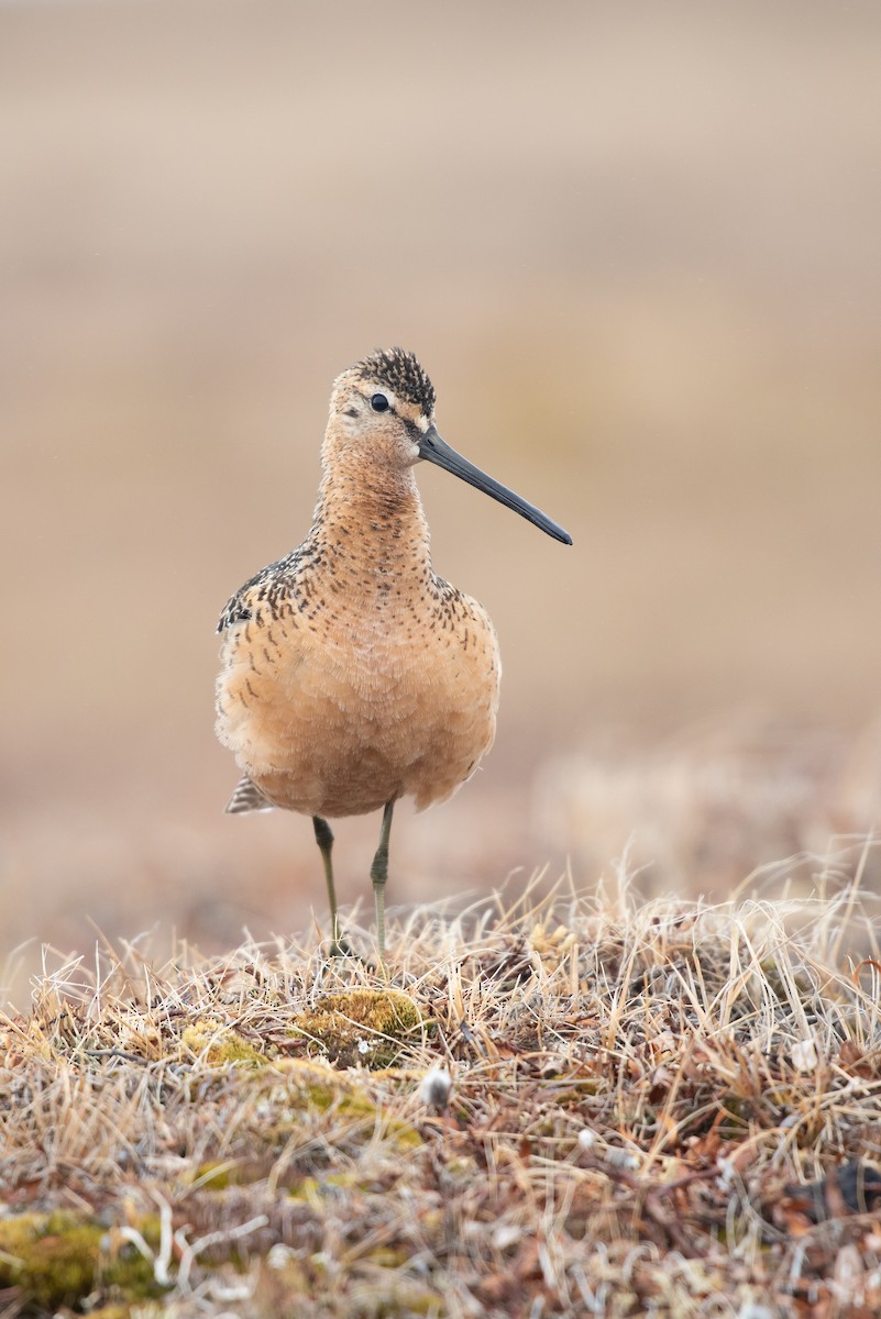 Long-billed Dowitcher - ML107456801