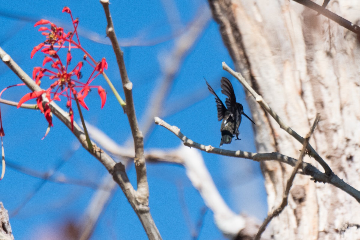 Long-billed Starthroat - Nige Hartley