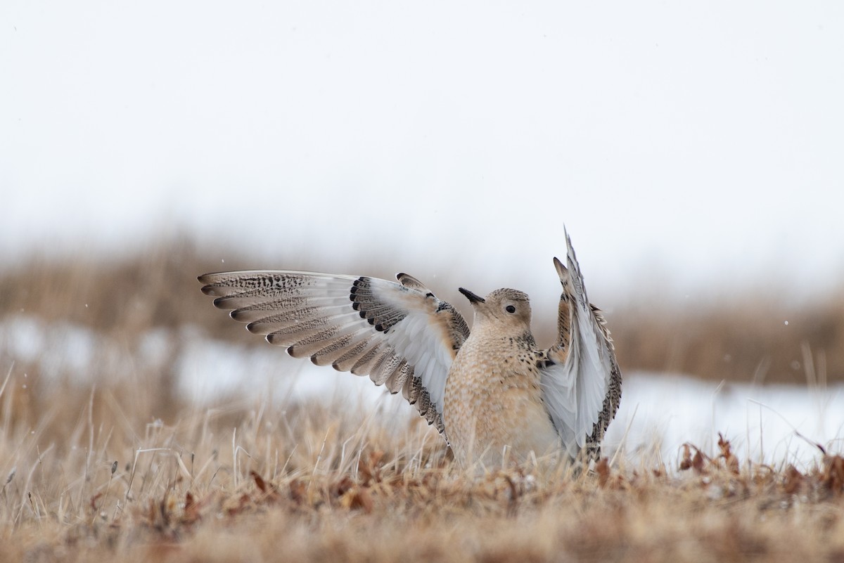 Buff-breasted Sandpiper - Tyler Ficker