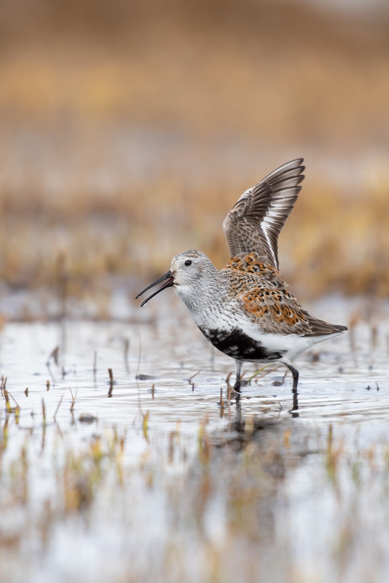 Dunlin (pacifica/arcticola) - ML107458391