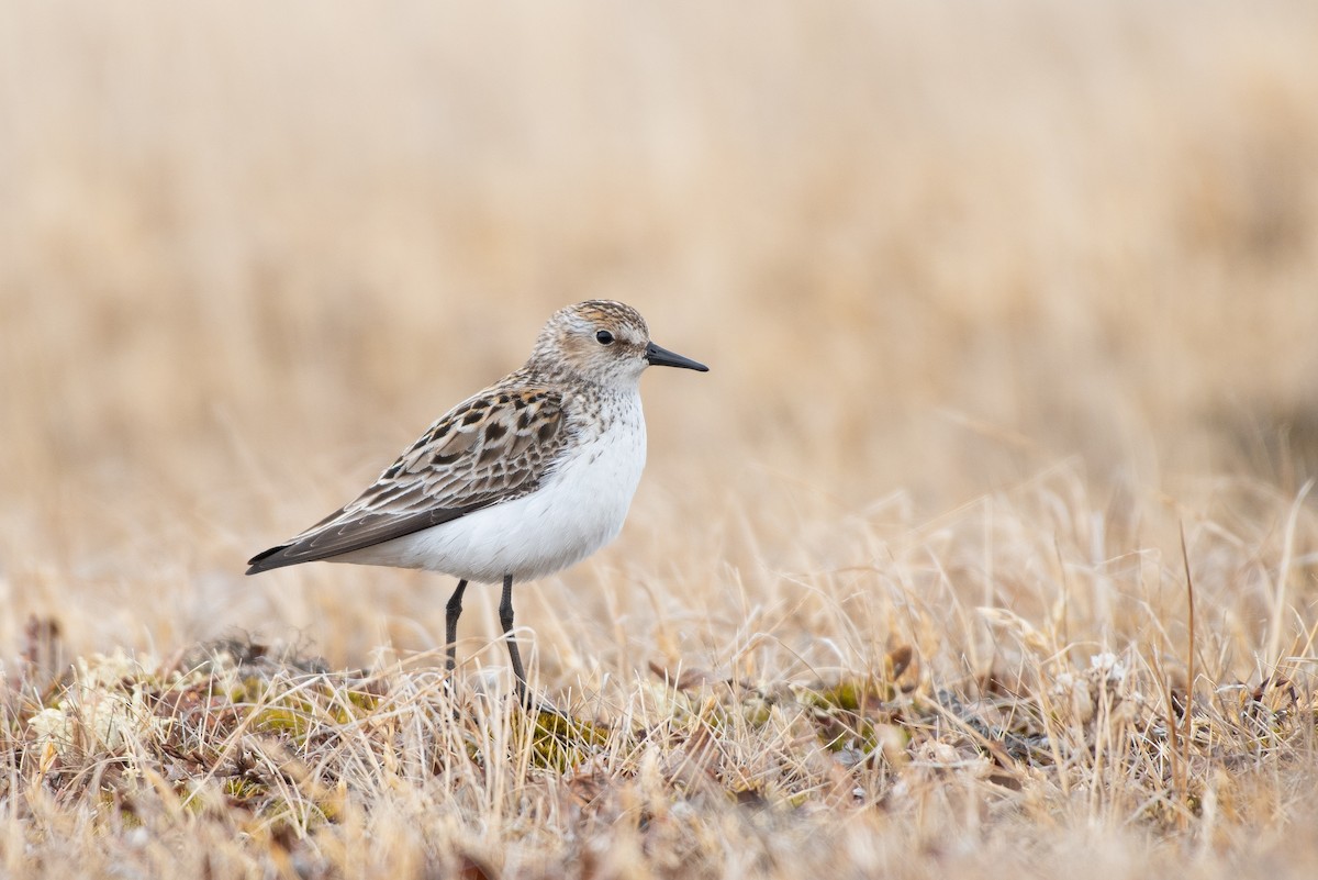 Semipalmated Sandpiper - Tyler Ficker