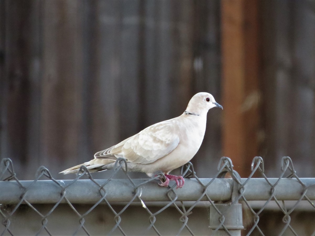 Eurasian Collared-Dove - ML107459081