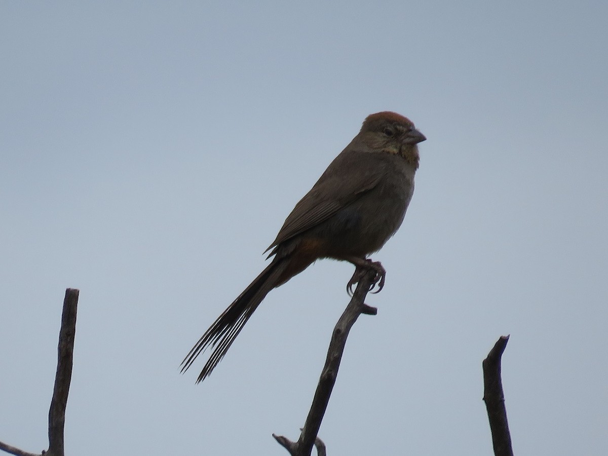 Canyon Towhee - ML107459641