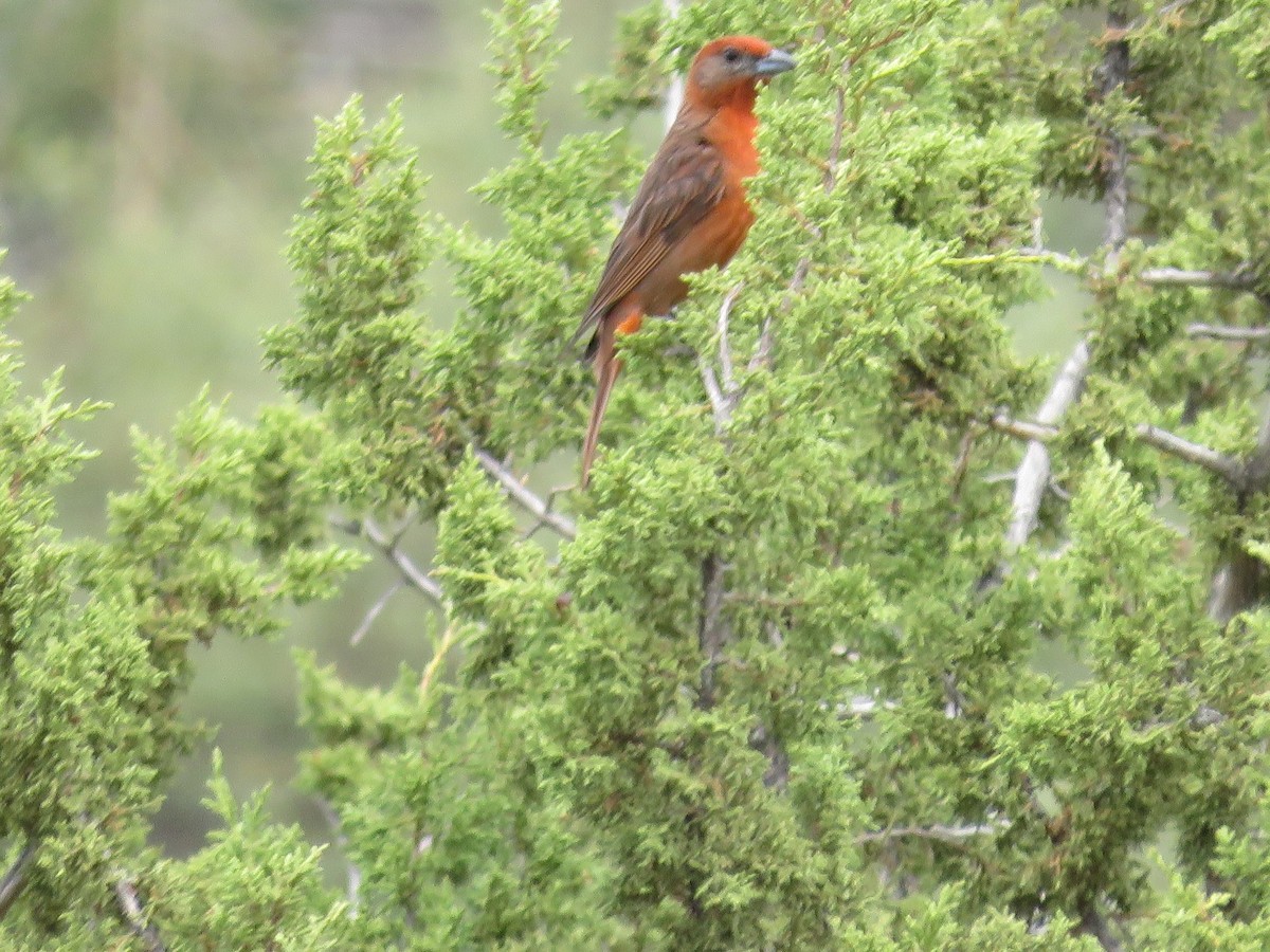 Hepatic Tanager - ML107459921