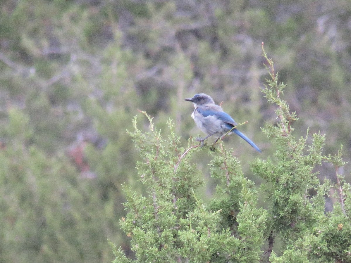 Woodhouse's Scrub-Jay - Anne (Webster) Leight