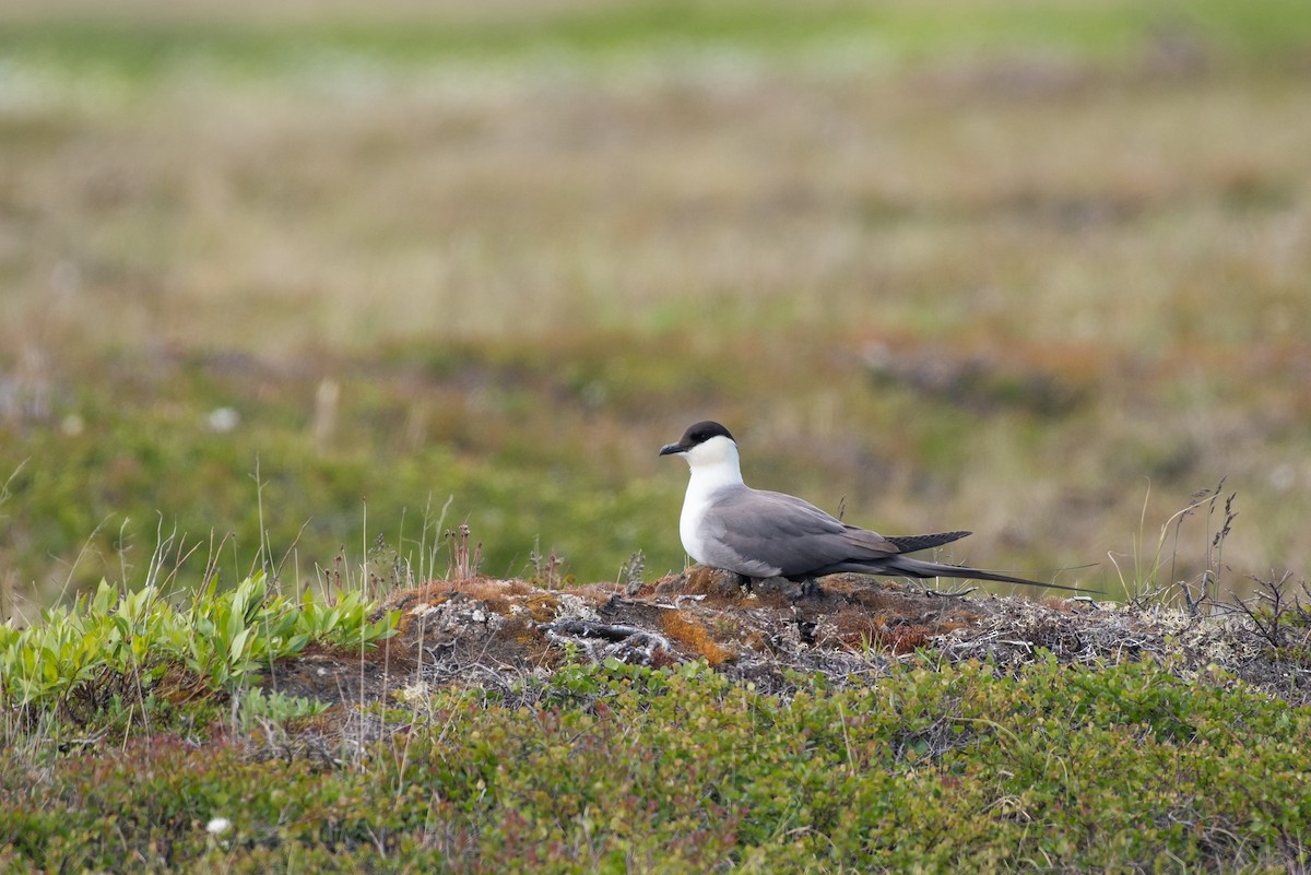 Long-tailed Jaeger - ML107460331