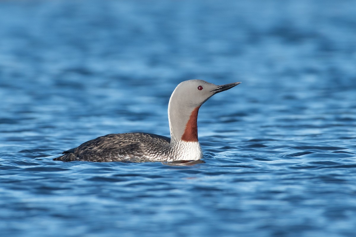 Red-throated Loon - Tyler Ficker