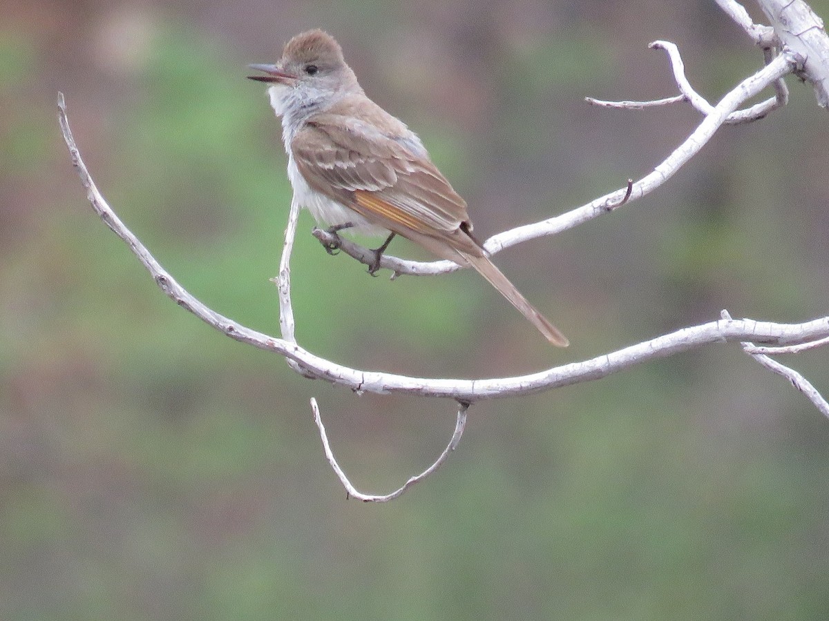 Ash-throated Flycatcher - Anne (Webster) Leight