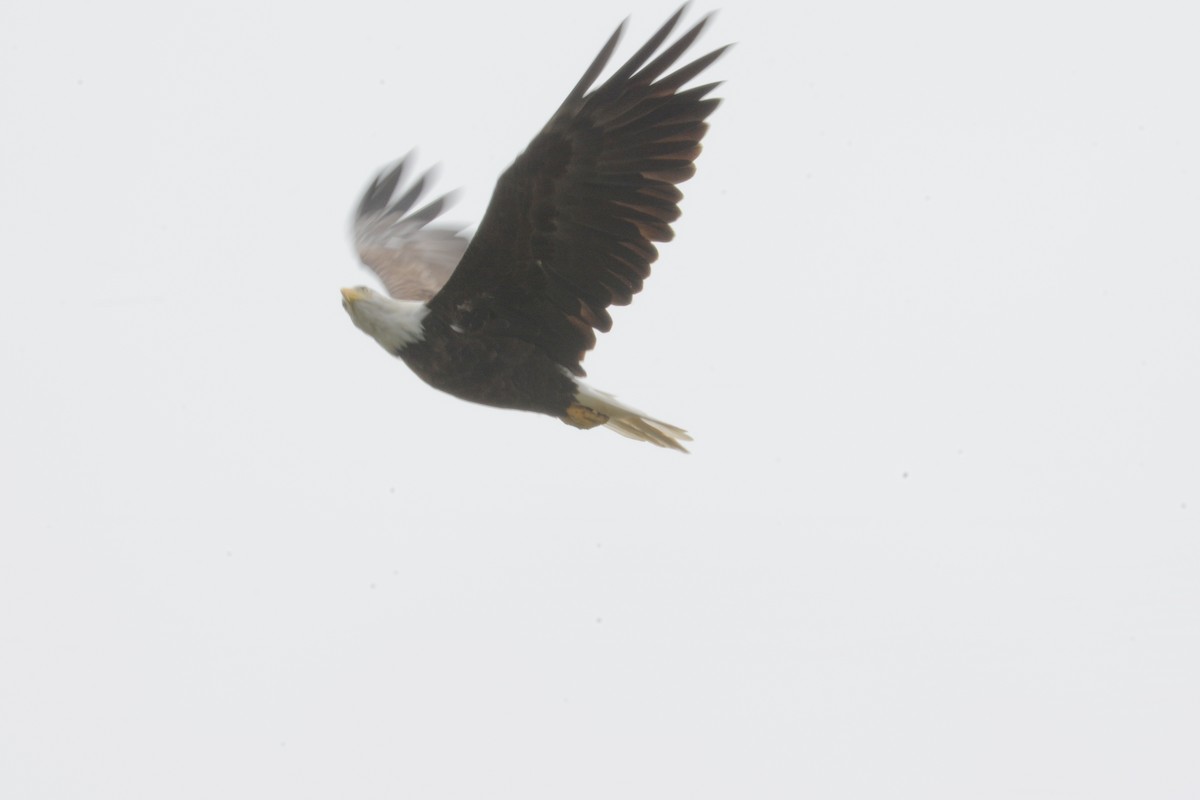 Bald Eagle - ML107464531