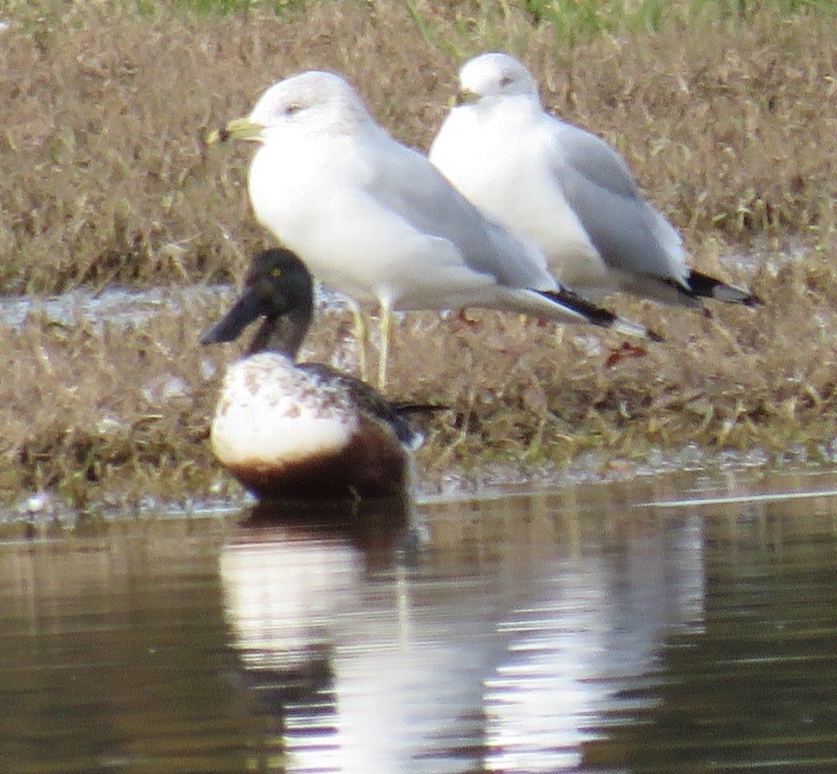 Northern Shoveler - ML107465331