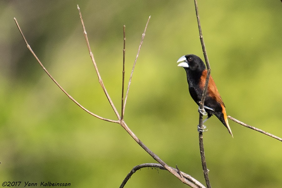 Grand Munia - Yann Kolbeinsson