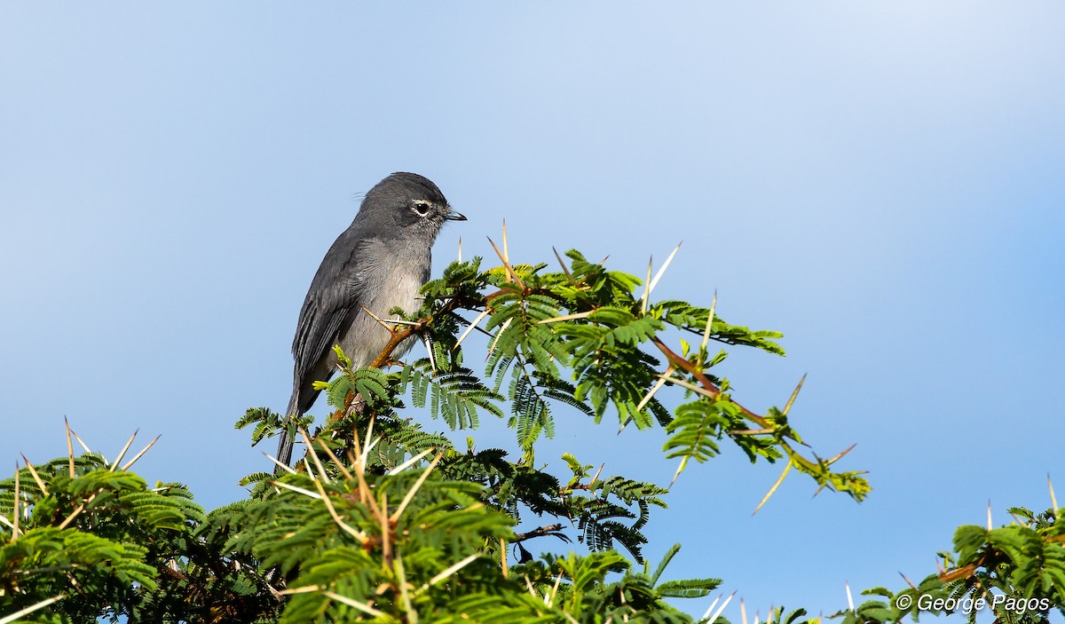 Gözlüklü Drongo Sinekkapanı - ML107465551