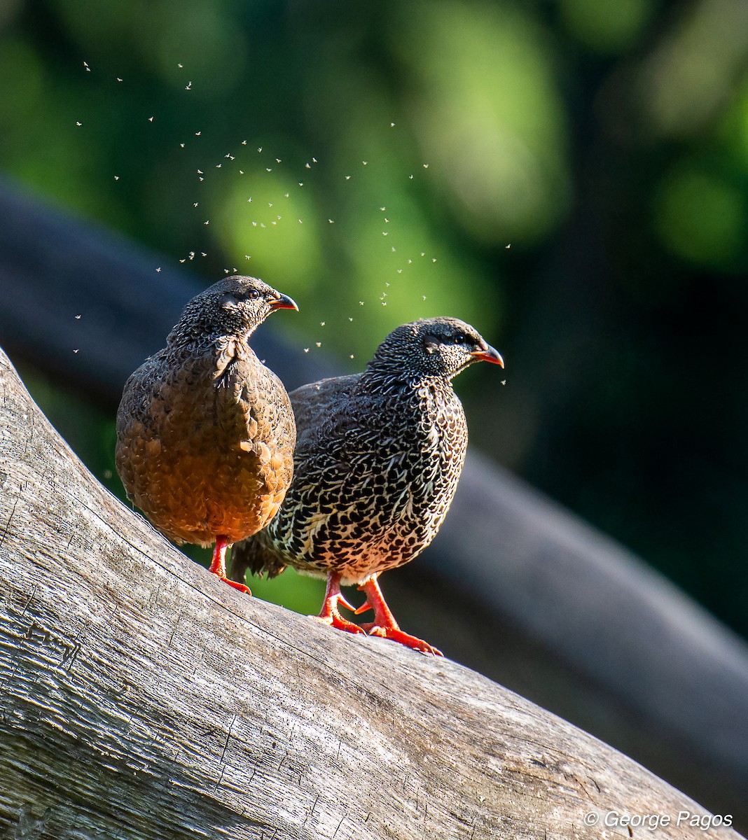 Francolin de Hildebrandt - ML107465691