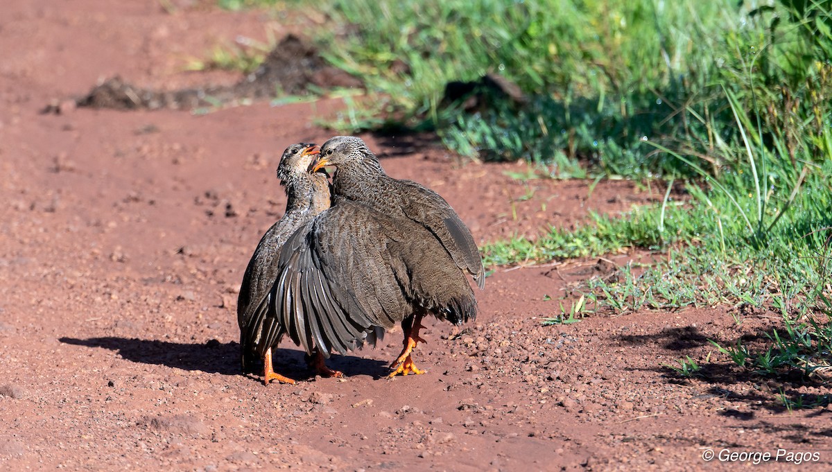 Hildebrandt's Spurfowl - ML107465701