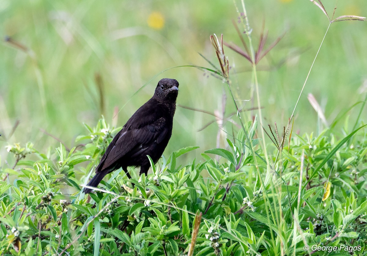 Northern Anteater-Chat - ML107465851