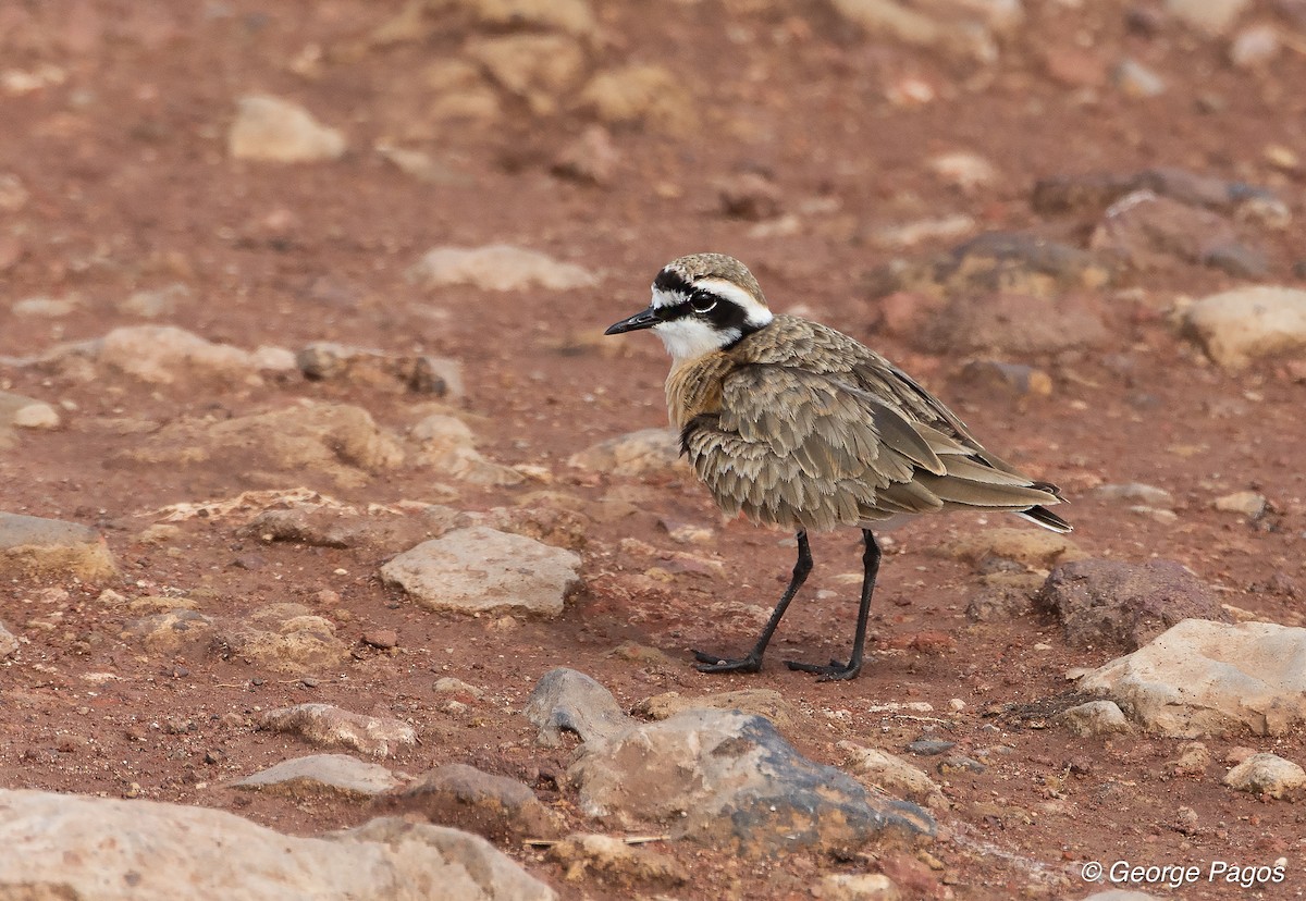 Kittlitz's Plover - ML107466341