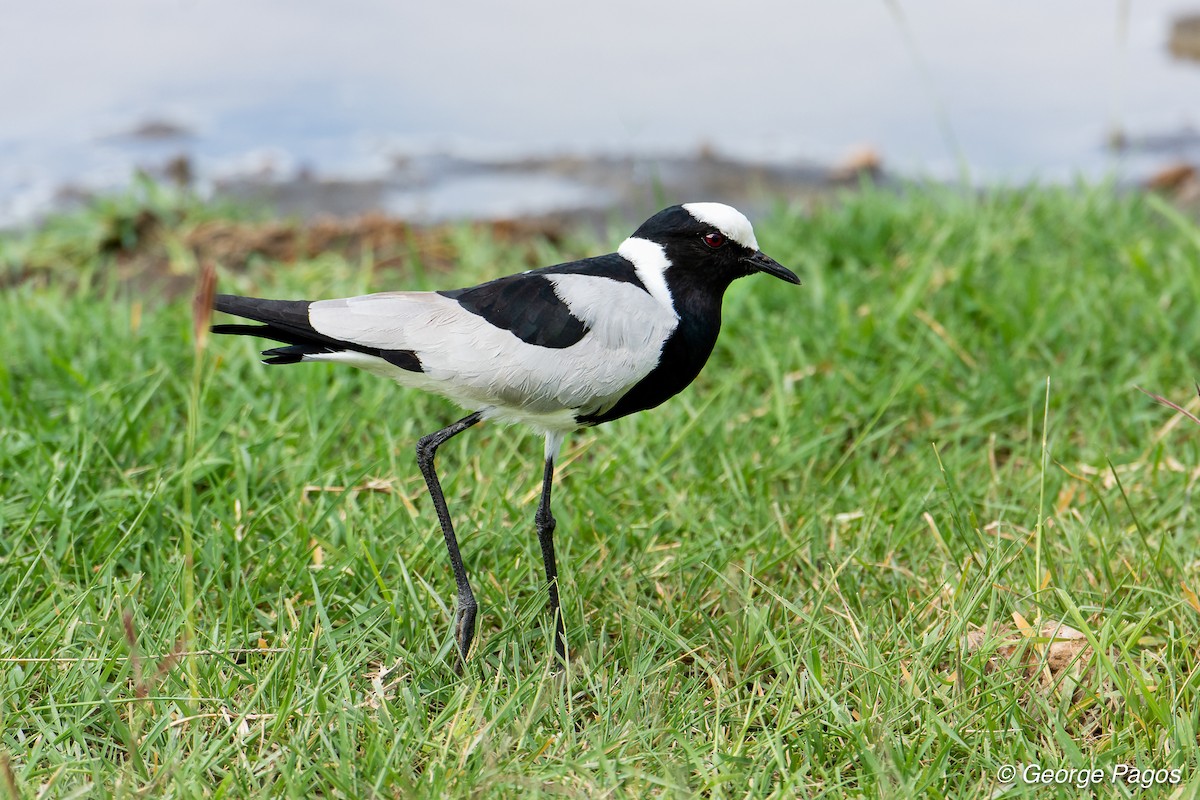 Blacksmith Lapwing - ML107466671